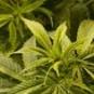 Medical Marijuana Online Course